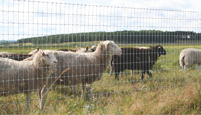Image new Tout savoir sur la clôture agricole : normes, usages et conseils d'experts
