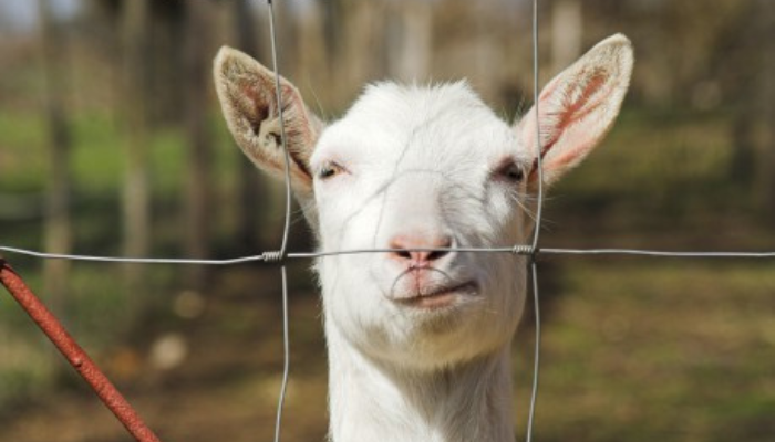 Image new Tout savoir sur la clôture agricole : normes, usages et conseils d'experts