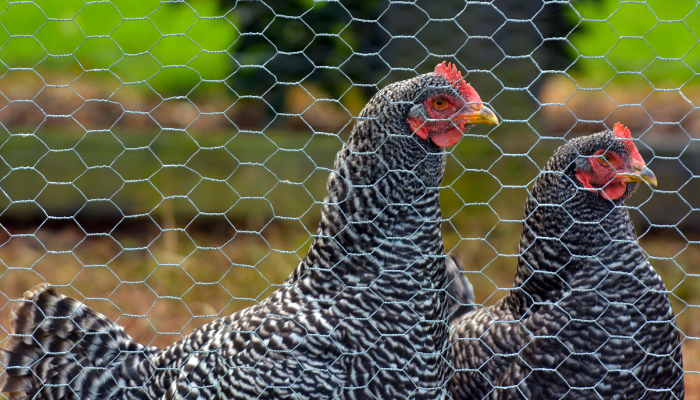 Image new Tout savoir sur la clôture agricole : normes, usages et conseils d'experts