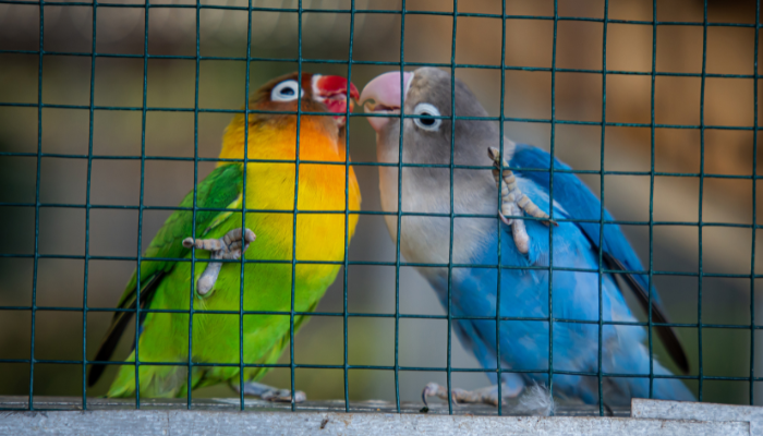 Image new Tout savoir sur la clôture agricole : normes, usages et conseils d'experts